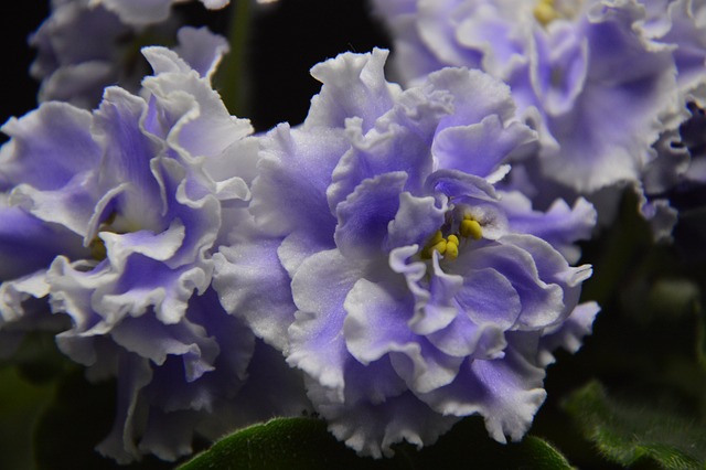 African Violet plant