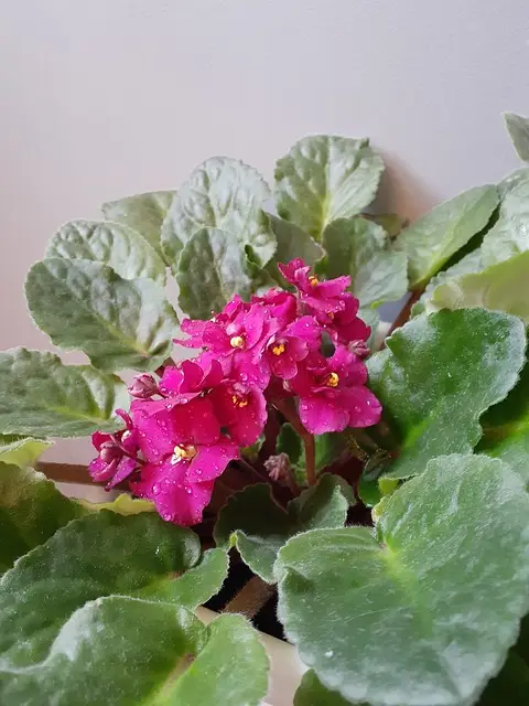 African Violet