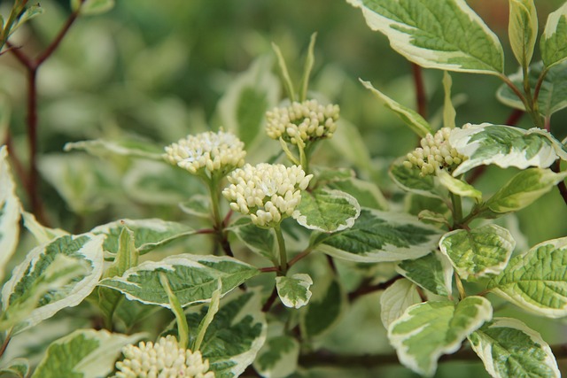 Variegated ZZ plant leaves