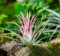 Low-light pet-friendly plants: Air plant