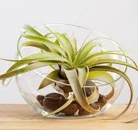 Air Plant