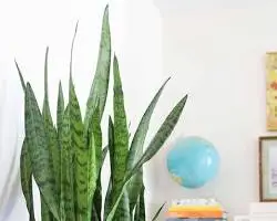 The snake plant