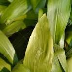 Cast iron plant leaves