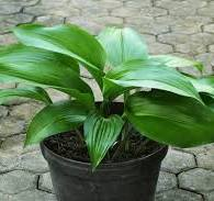 Low-light pet-friendly plants: Cast iron plant