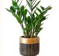 Low-light pet-friendly plants: ZZ plant