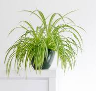 Low-light pet-friendly plants: spider plant