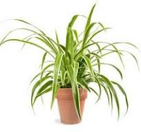 Spider plant