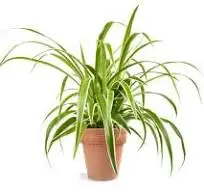 Spider plant