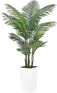 Areca Palm 
