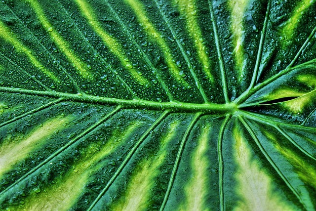 Variegated ZZ plant leaf