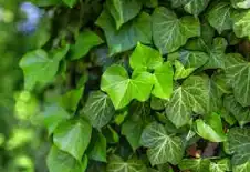 English Ivy is among the best indoor plants for oxygen