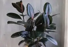 Rubber plant, one of the Indoor plants for oxygen