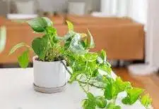 Pothos is one of the best indoor plants for oxygen and air purification