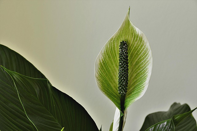 peace lily
