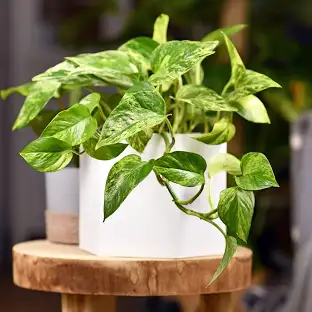 Golden Pothos