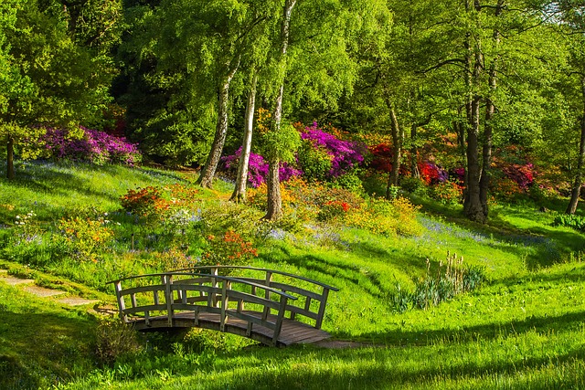 A lushy greenary backyard