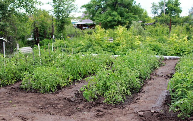 My backyard veggies garden